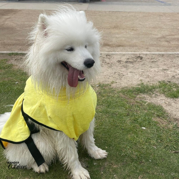 SaltyDOG Beach & Bath Drying Robe Sunshine Yellow on Samoyed
