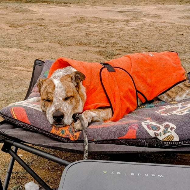 SaltyDOG Beach & Bath Drying Robe Malibu Orange On Cattle Dog